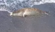 Прокуратура расследует массовую гибель тюленей на Каспии
