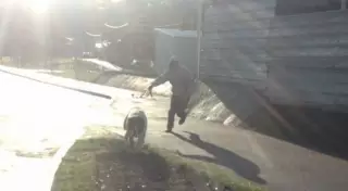 Полиция Алматы разыскивает хозяина овчарки, покусавшей пожилого человека