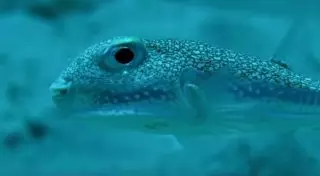 Маленькая рыбка, создающая шедевры на морском дне