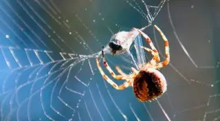 Паук поселился в ухе у жительницы Великобритании