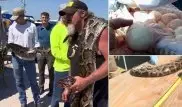 В США охотник "голыми руками" поймал гигантского питона: Внутри нашли 78 яиц