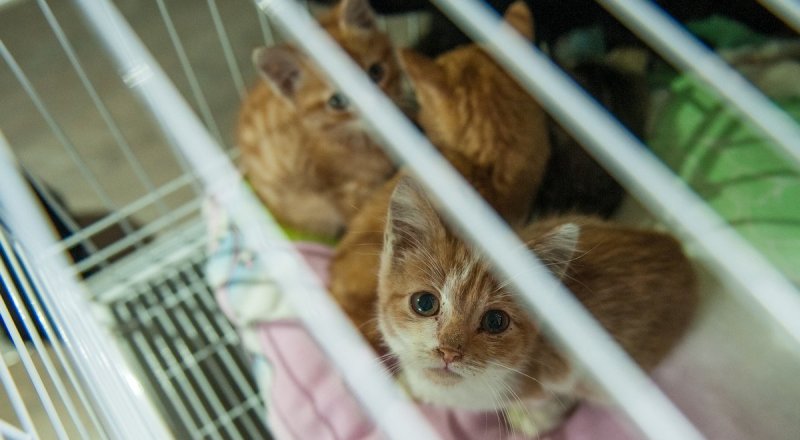 Фото Турар Казангапов©