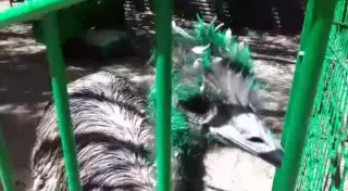 Животные в свежевыкрашенных клетках на Кок-Тобе возмутили алматинцев