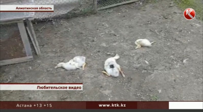 Кадр телеканала КТК