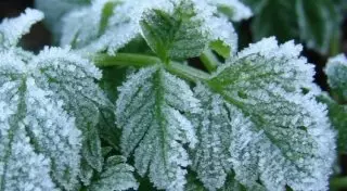 В Астане и семи областях Казахстана ожидаются заморозки