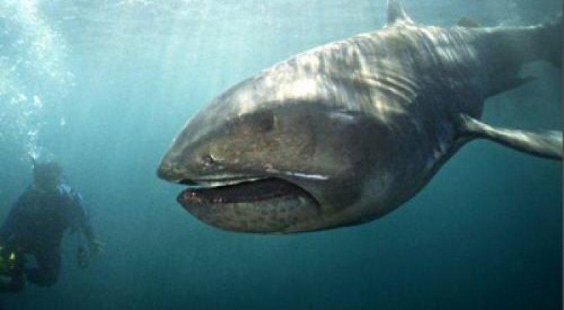 © megamouth-shark.etc64.com