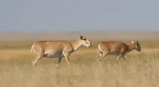 Поголовье сайгаков увеличивается - Мырзахметов