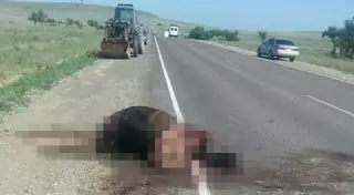 На трассе в РК обнаружили обезглавленную беременную кобылу