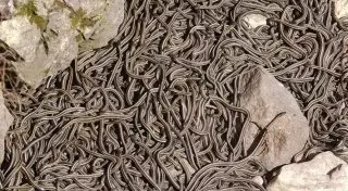 Самое большое скопление змей на планете