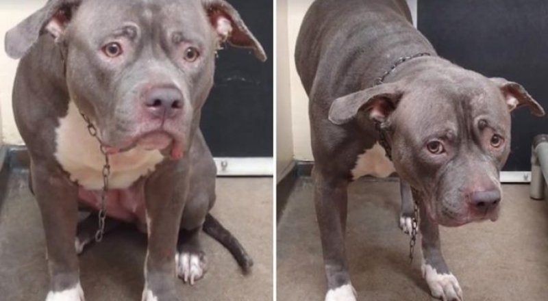 Кадр из видео facebook.com/Lolys Menchaka