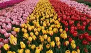 Цветочный аукцион и старейший в мире тюльпан. Почему голландские цветочники хотят работать с Казахстаном