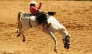 Американские ковбои сыграют в кокпар в Астане