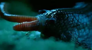 Ночная охота хищной улитки: смерть от 6 тысяч зубов