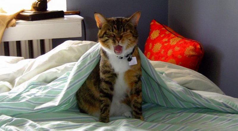 Фото с сайта flikr.com