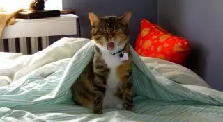 Почему вредно позволять себе поспать "еще 10 минуточек"