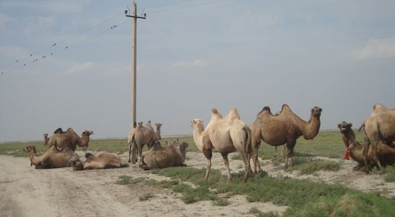 Фото  с сайта azh.kz