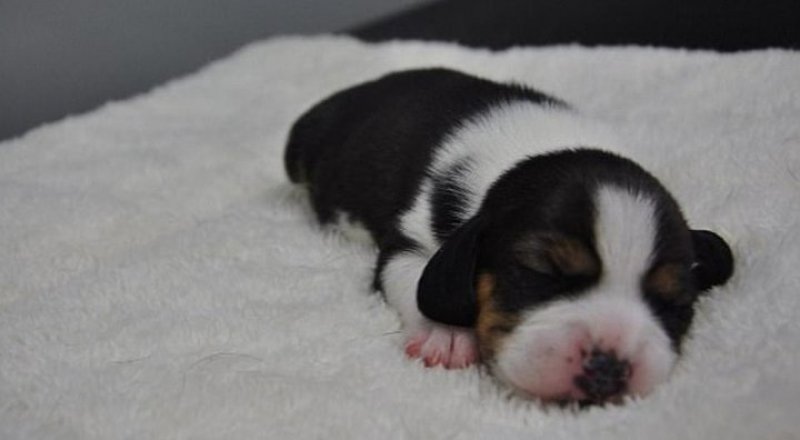 Первая в мире генно-модифицированная клонированная собака. Фото ©SinoGene