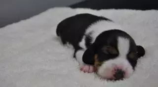 Первую в мире генно-модифицированную клонированную собаку создали в Китае