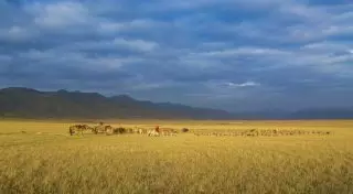 Как журналист стал пастухом на жайлау