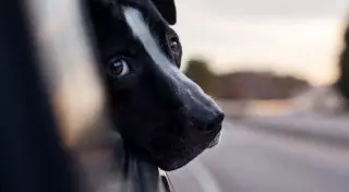 Снимать бродячих собак, чтобы спасти их от гибели