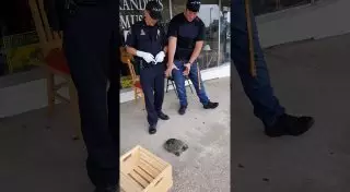 Реакция "суперкопа" на действия агрессивной черепахи рассмешила соцсети