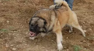 Собака напала на женщину с двухлетним ребенком в Костанае: владелец выплатит компенсацию