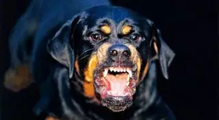 Карагандинка натравила ротвейлера на семью с трехлетним ребенком