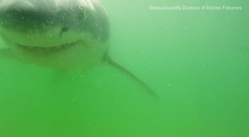 Кадр из видео с сайта facebook.com