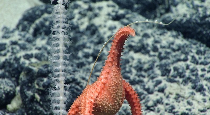 © NOAA