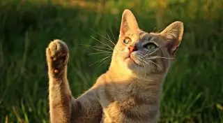 Пользователи Сети решают новую головоломку с котами