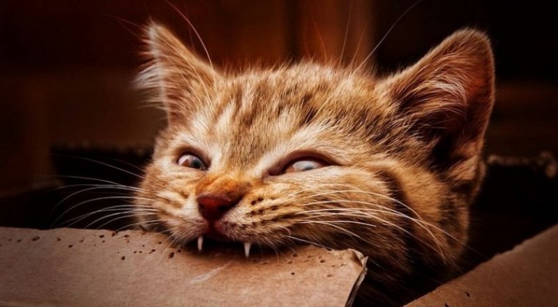 Фото с сайта omskregion.info