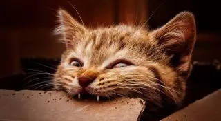 40 оголодавших кошек обглодали труп своего хозяина в России