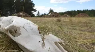 Казахстанский фильм о лошадях покажут в 50 странах мира