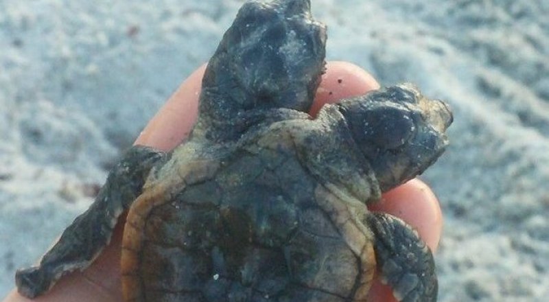 Фото: twitter.com/UCFTurtleLab