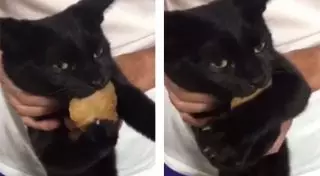 Истерика японского кота из-за кусочка рыбы покорила пользователей Сети