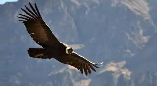 Хищная птица, которая возвращается к человеку, спасшему ей жизнь