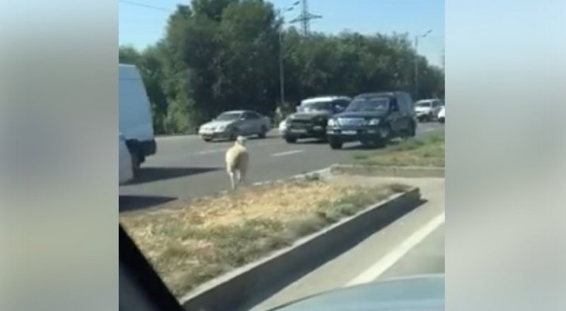 Скрин с видео