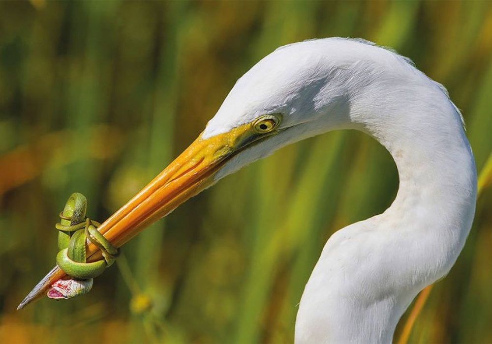 Цапля vs змея, верхом на маме и лебяжьи нежности - лучшие снимки Bird Photographer of the Year 2017: 2017-09-05 16:02:57 - прочитайте