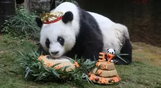 Умерла старейшая в мире панда