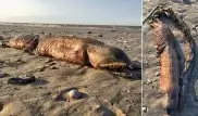 Ученые раскрыли тайну зубастого чудища, выброшенного на техасский пляж