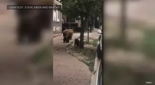 "Листопад из мишек" сняли на видео в США