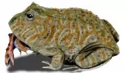 "Дьявольская лягушка", жившая 68 миллионов лет назад, питалась динозаврами