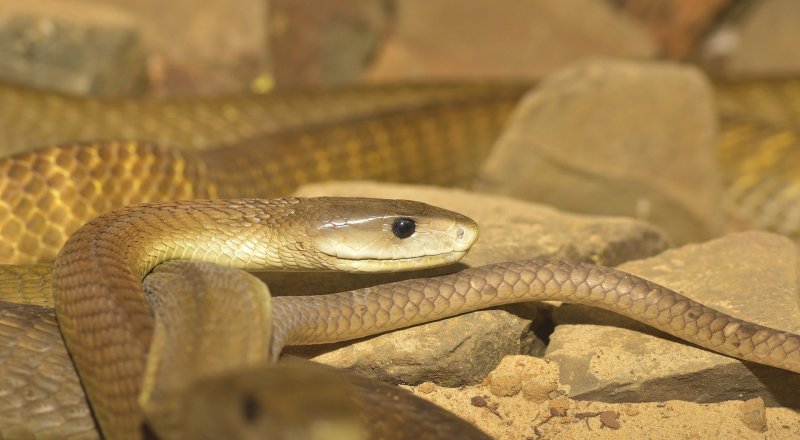 Черная мамба. Иллюстративное фото с сайта pixabay.com