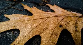 Мокрый снег ожидается в Казахстане