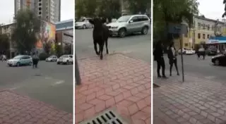 Бык в центре Бишкека напал на женщину и милиционера