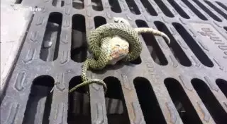 Смертельная схватка геккона и ядовитой змеи набирает популярность в Сети