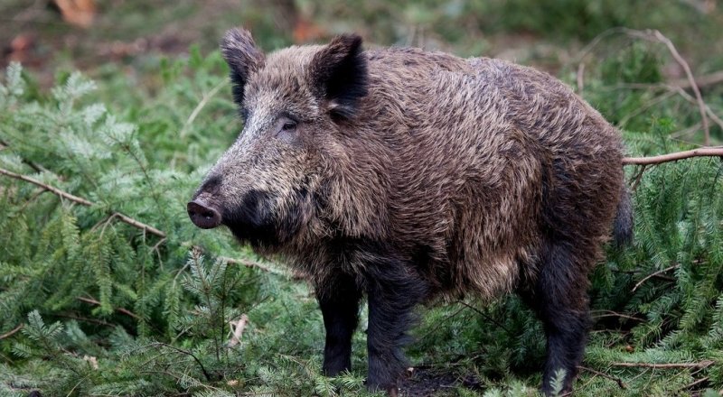 Фото с сайта mirchudes.net