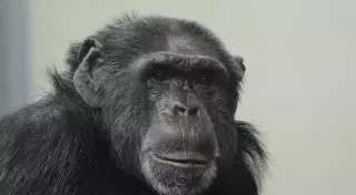 Трогательное прощание шимпанзе с лучшим другом, которого она знала 36 лет