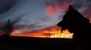 Жуткая находка: Собака нашла человеческий череп в Шахтинске