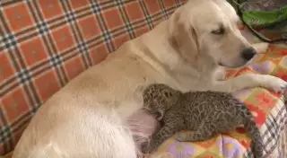 Собака "удочерила" детеныша леопарда в российском зоопарке